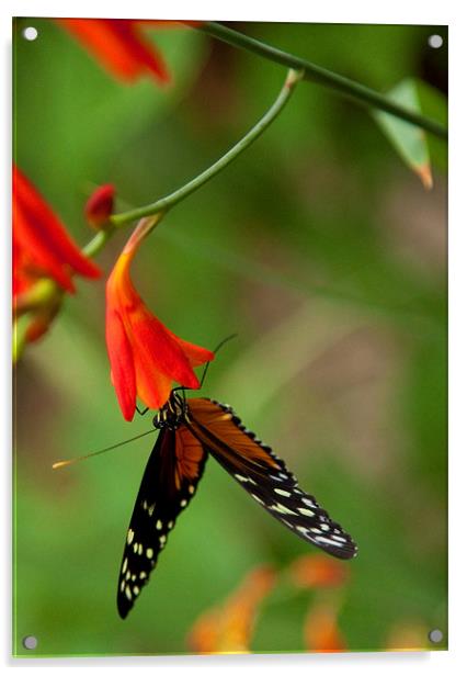 Monarch Butterly Acrylic by Catherine Joll