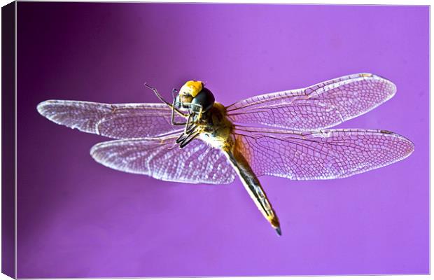 Fluttering Dragonfly Canvas Print by Arfabita  