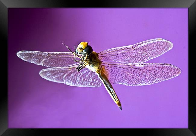 Fluttering Dragonfly Framed Print by Arfabita  