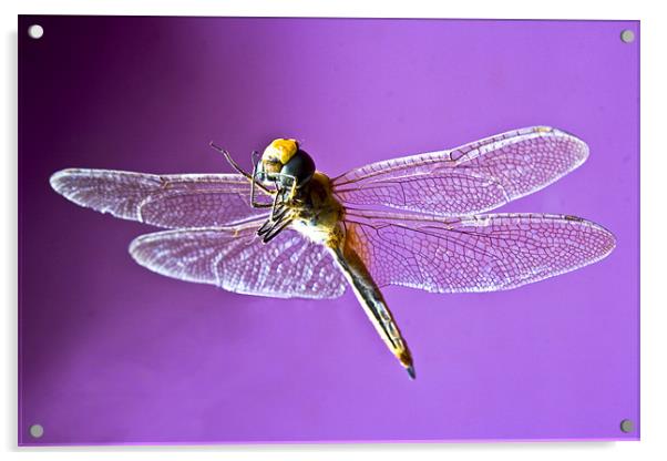 Fluttering Dragonfly Acrylic by Arfabita  