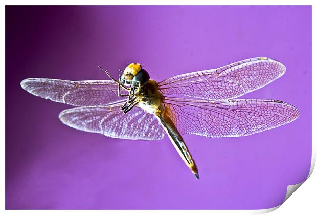Fluttering Dragonfly Print by Arfabita  