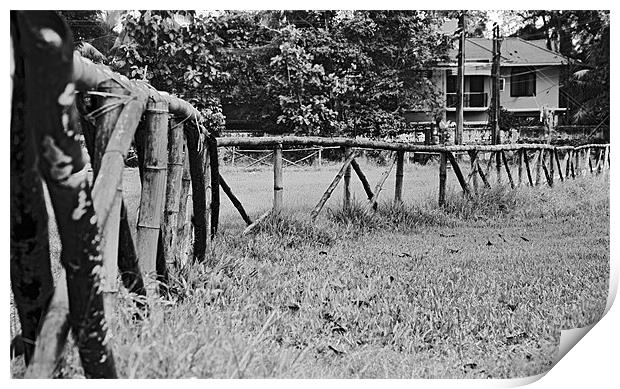 Bamboo fenced paddock farmhouse Print by Arfabita  