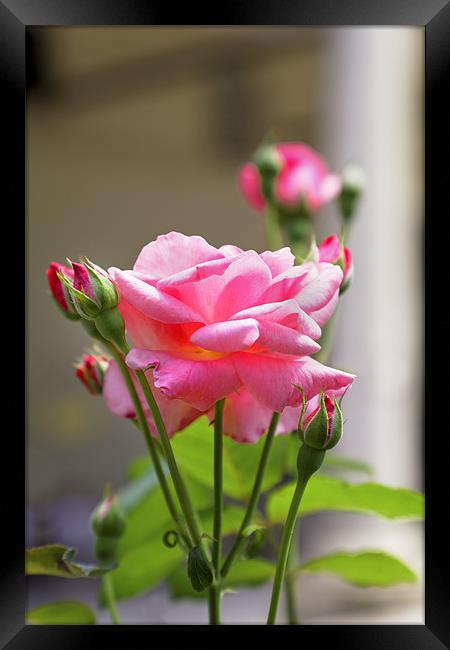 Pink Rose Bloom Buds leaves Framed Print by Arfabita  