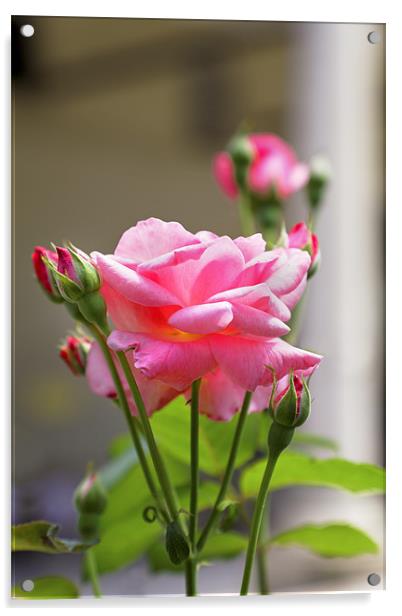Pink Rose Bloom Buds leaves Acrylic by Arfabita  