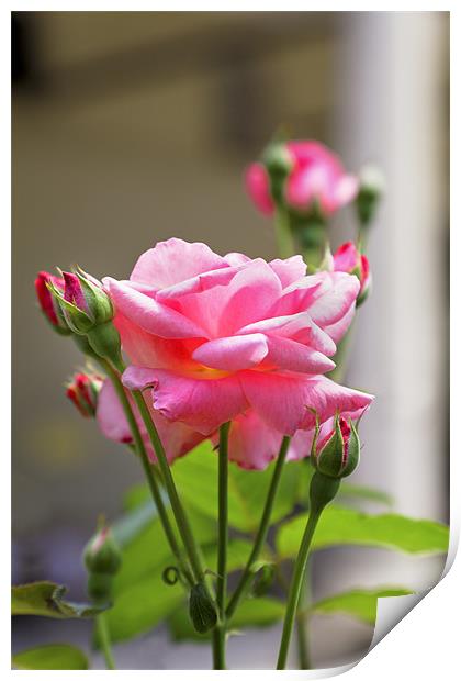 Pink Rose Bloom Buds leaves Print by Arfabita  