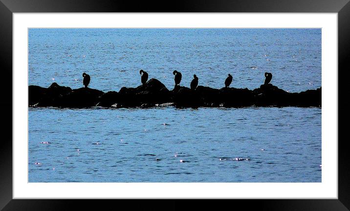 Shag's On The Rocks! Framed Mounted Print by Louise Godwin