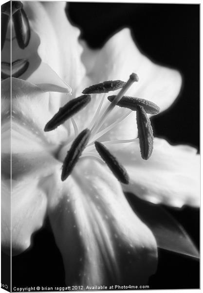 Lily  white macro Canvas Print by Brian  Raggatt