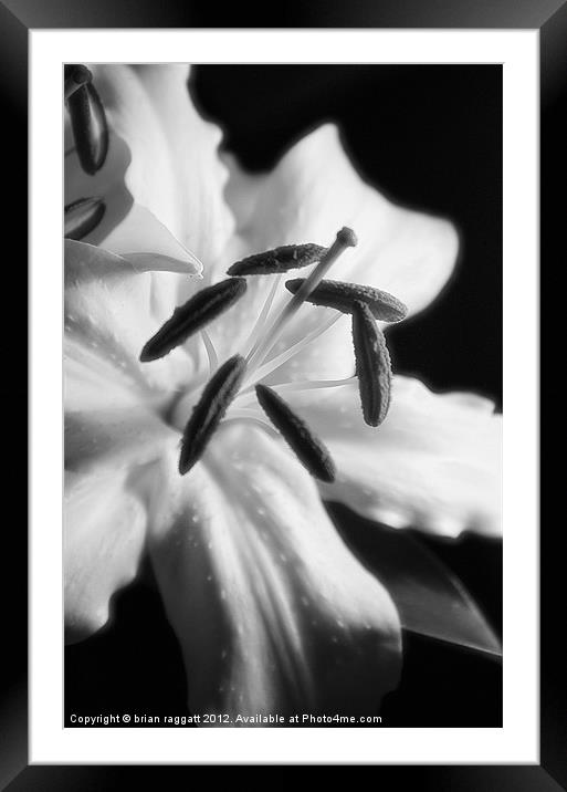 Lily  white macro Framed Mounted Print by Brian  Raggatt
