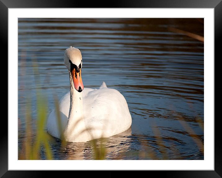 Swan Framed Mounted Print by Kerry Murray
