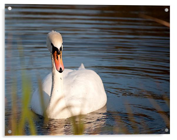 Swan Acrylic by Kerry Murray