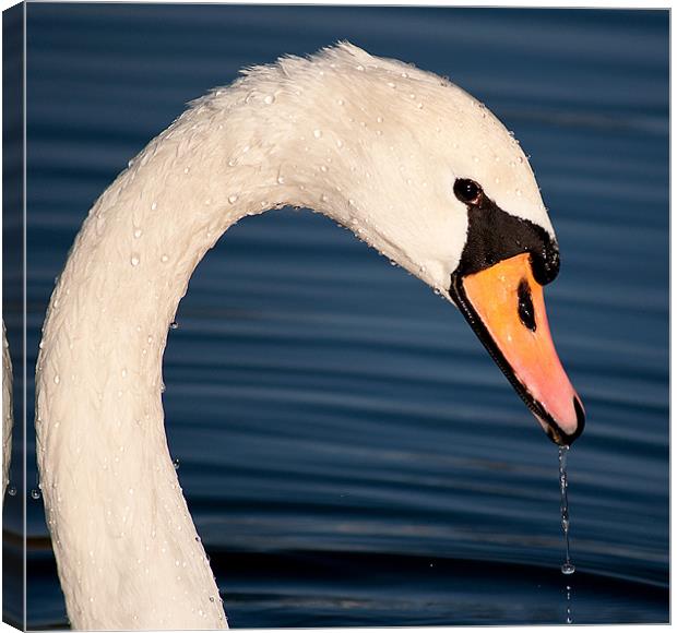 Swan Canvas Print by Kerry Murray
