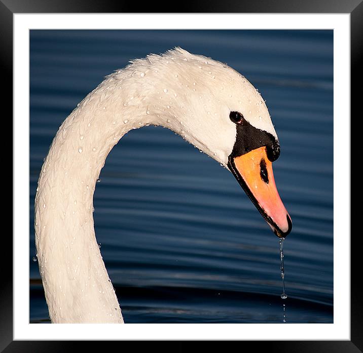 Swan Framed Mounted Print by Kerry Murray
