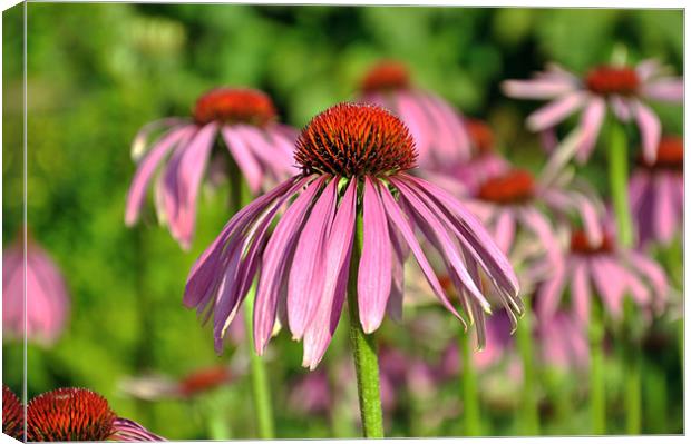 Echinacea Flowers Canvas Print by Diana Mower
