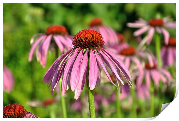 Echinacea Flowers Print by Diana Mower