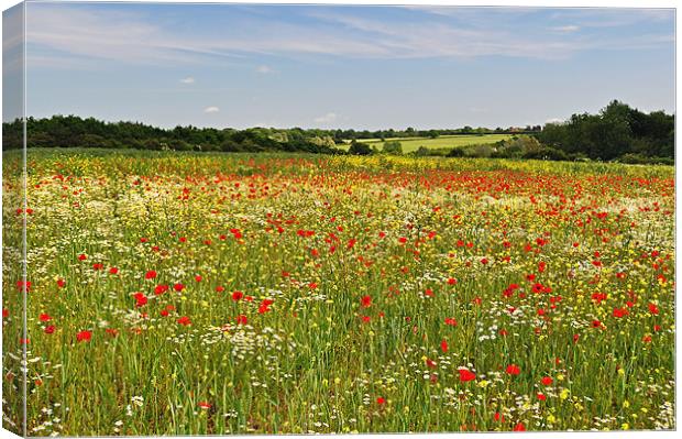 Poppy Fields in the English Countryside Canvas Print by Diana Mower