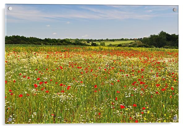 Poppy Fields in the English Countryside Acrylic by Diana Mower