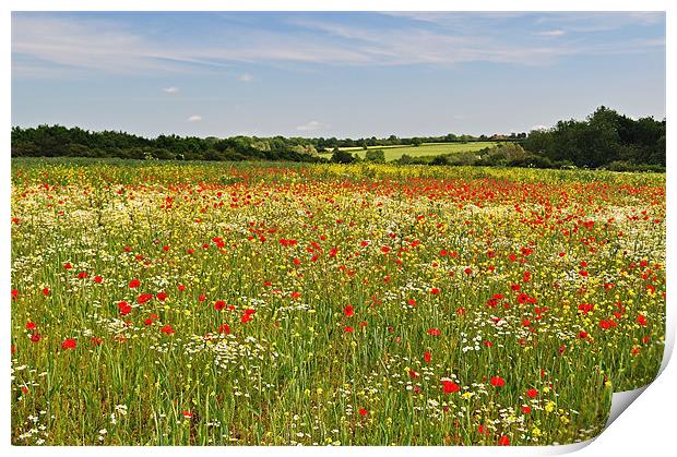 Poppy Fields in the English Countryside Print by Diana Mower