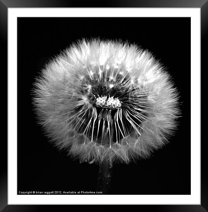 Dandelion Seed Head Framed Mounted Print by Brian  Raggatt