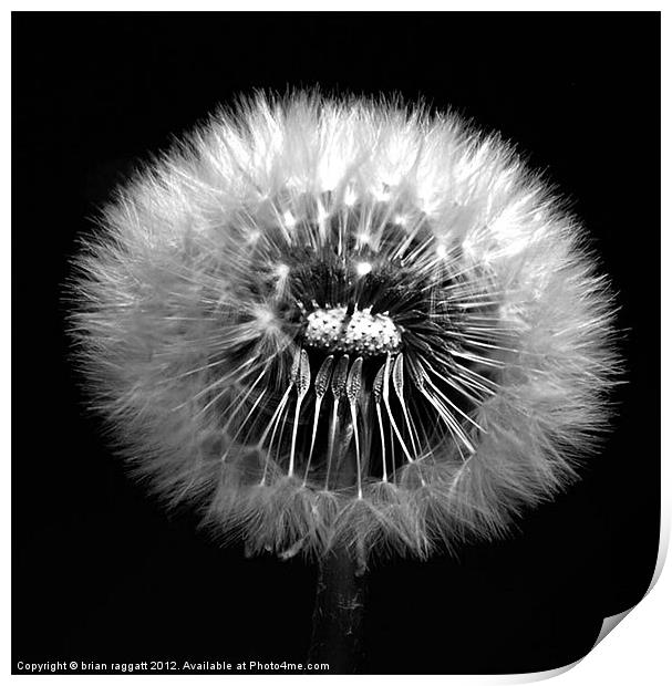 Dandelion Seed Head Print by Brian  Raggatt