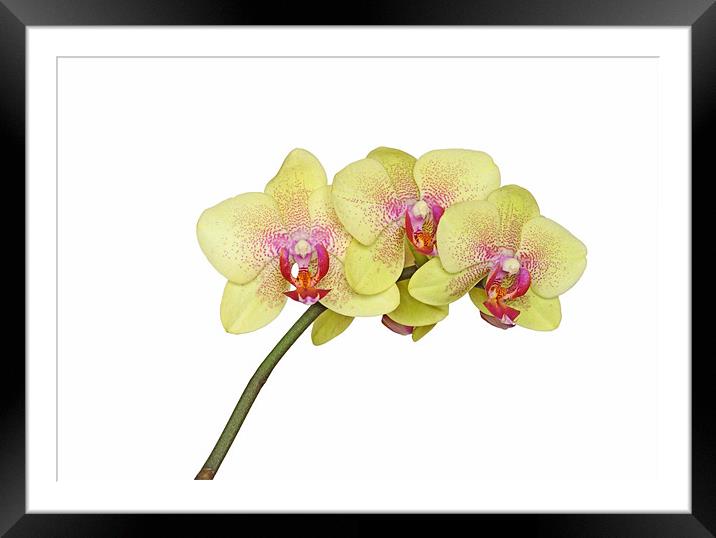 Yellow Orchid Framed Mounted Print by Diana Mower