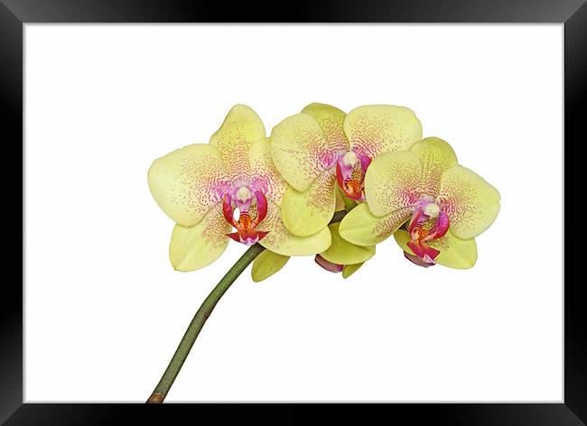 Yellow Orchid Framed Print by Diana Mower