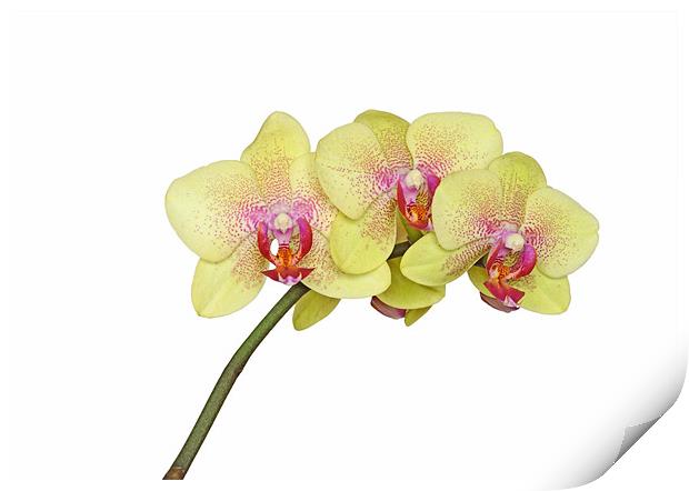 Yellow Orchid Print by Diana Mower