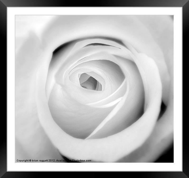 White Rose BW Framed Mounted Print by Brian  Raggatt