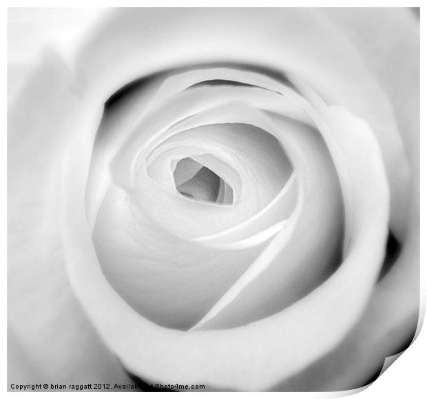 White Rose BW Print by Brian  Raggatt