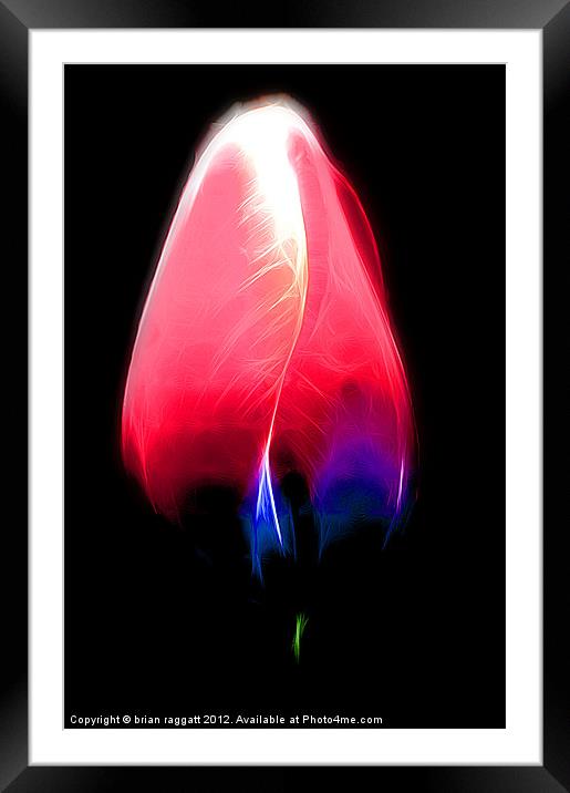 Tulip glow Framed Mounted Print by Brian  Raggatt