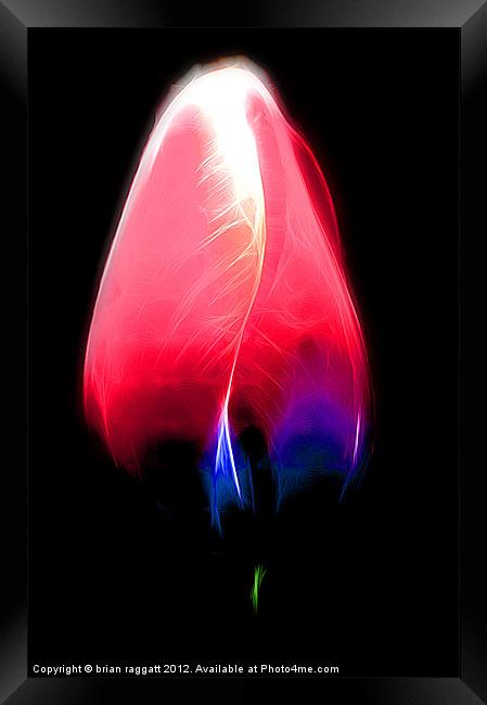 Tulip glow Framed Print by Brian  Raggatt