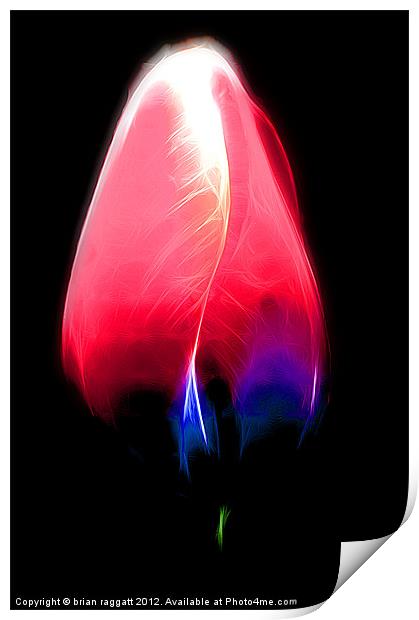 Tulip glow Print by Brian  Raggatt