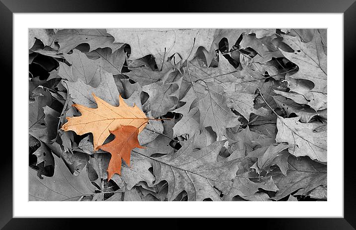 Autumn leaves Framed Mounted Print by Kerry Murray