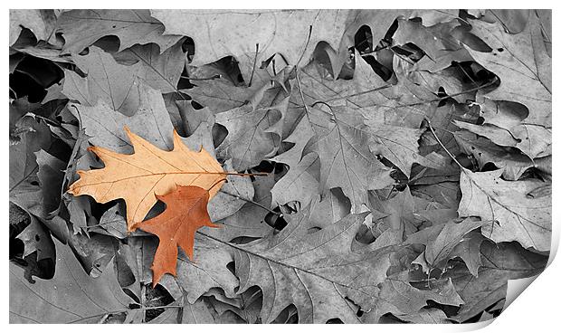 Autumn leaves Print by Kerry Murray