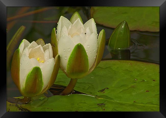 WET WATER LILLY 2 Framed Print by Matthew Burniston