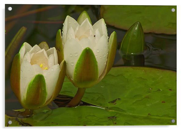 WET WATER LILLY 2 Acrylic by Matthew Burniston