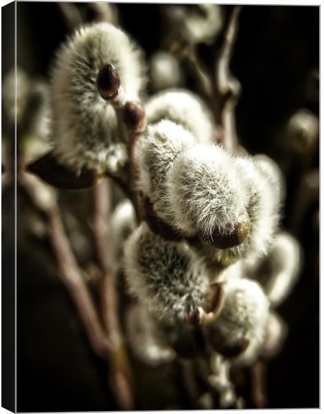 Pussy Willow Canvas Print by Mary Lane