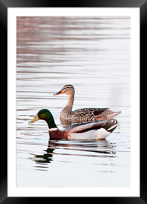Ducks Framed Mounted Print by Kerry Murray