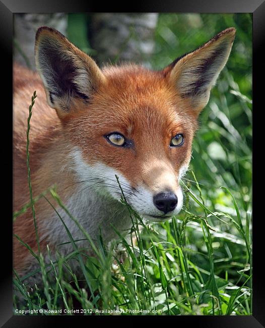Red fox stare Framed Print by Howard Corlett