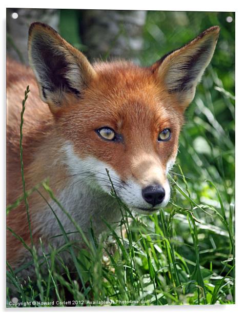 Red fox stare Acrylic by Howard Corlett