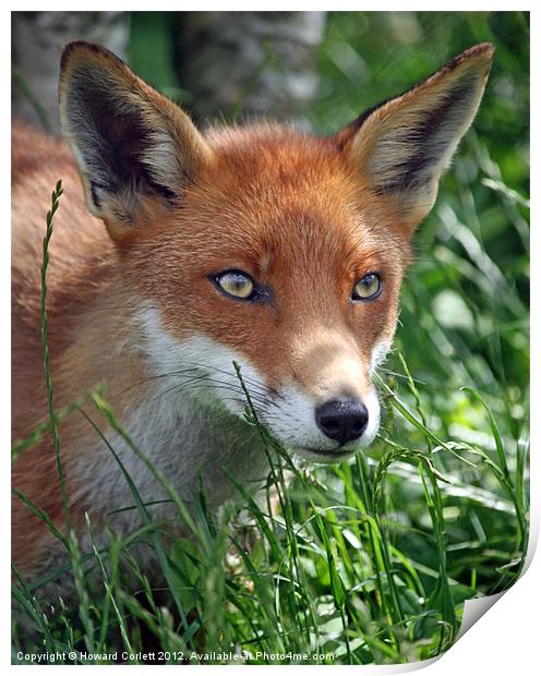 Red fox stare Print by Howard Corlett