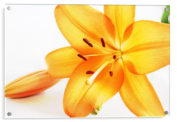 Orange Flower2 Acrylic by Loren Robbins