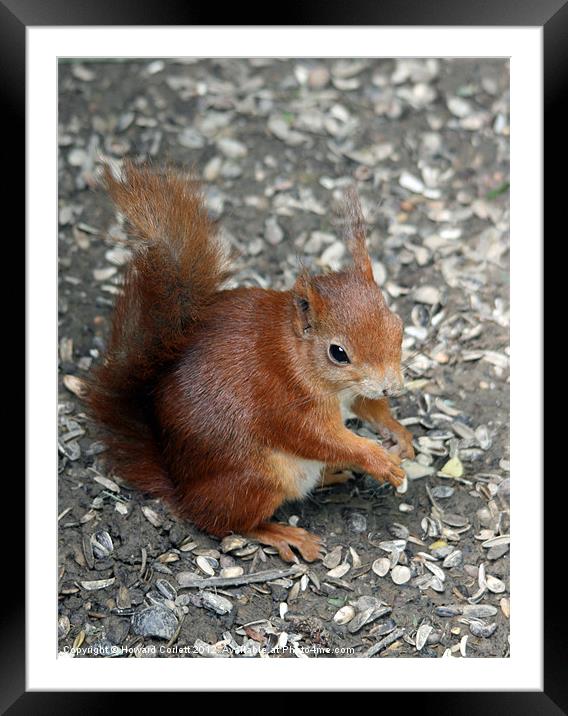 Red squirrel Framed Mounted Print by Howard Corlett