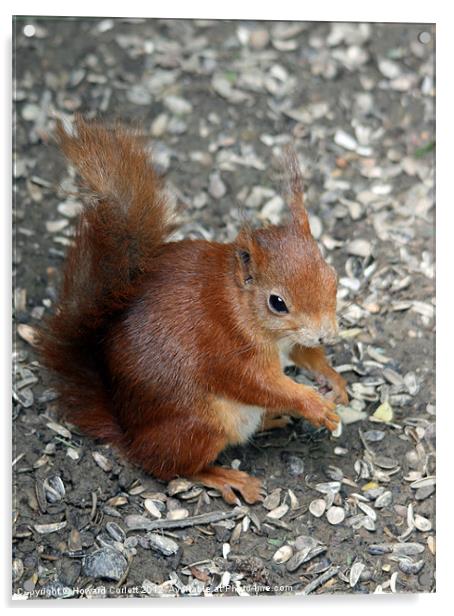 Red squirrel Acrylic by Howard Corlett