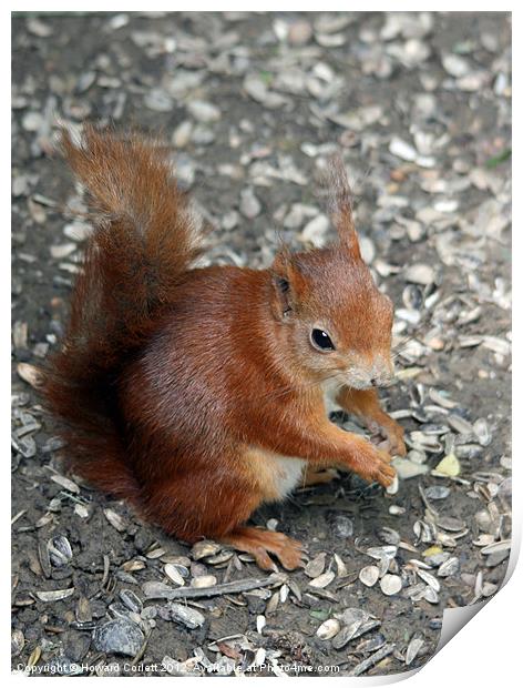 Red squirrel Print by Howard Corlett