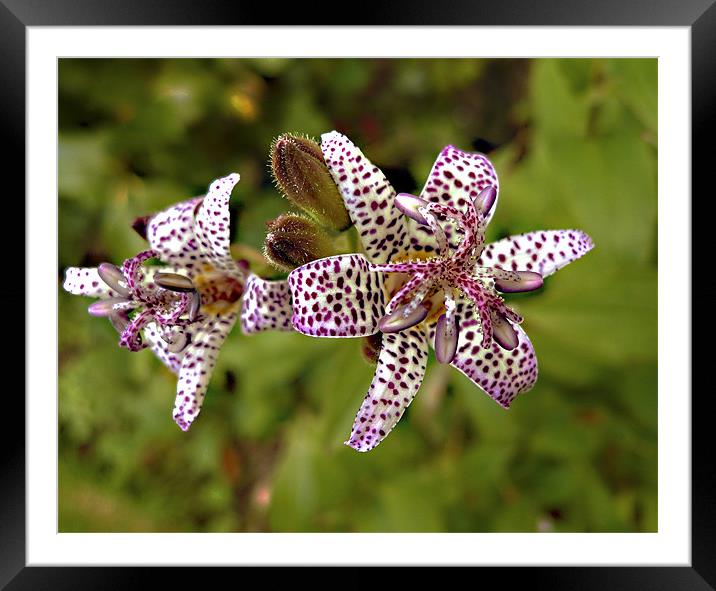 Toad Lily close-up Framed Mounted Print by Derek Vines