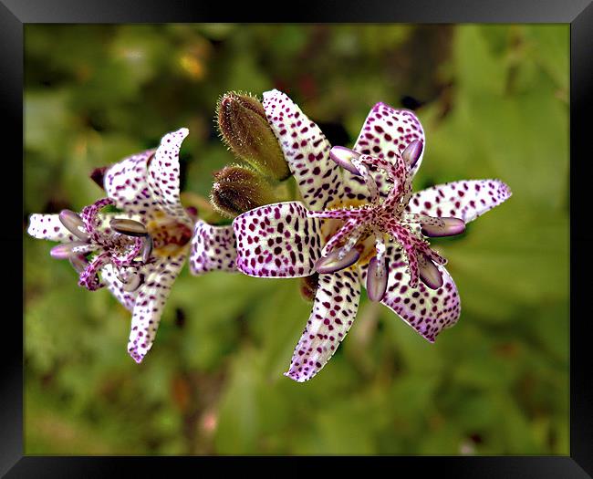 Toad Lily close-up Framed Print by Derek Vines