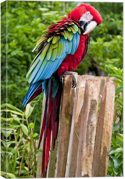 Vibrant Macaw in Flight Canvas Print by Pam Sargeant