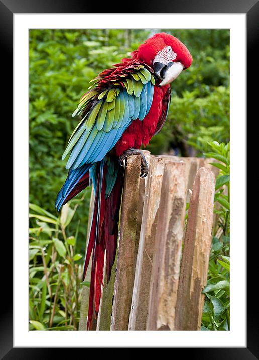 Vibrant Macaw in Flight Framed Mounted Print by Pam Sargeant