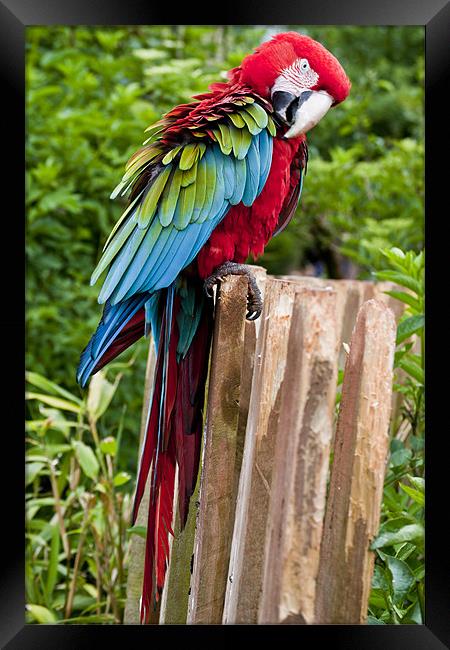 Vibrant Macaw in Flight Framed Print by Pam Sargeant