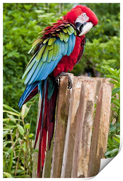 Vibrant Macaw in Flight Print by Pam Sargeant